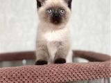Bitter Çikolata Point British Shorthair