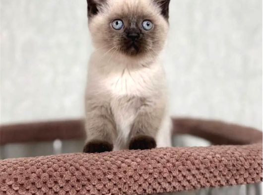 Bitter Çikolata Point British Shorthair görsel