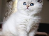 Kar Beyaz Silver British Shorthair