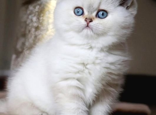 Kar Beyaz Silver British Shorthair