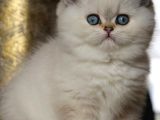 Kar Beyaz Silver British Shorthair