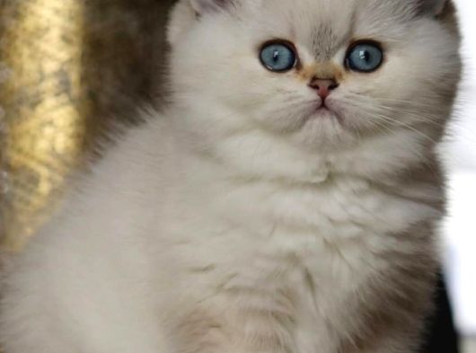 Kar Beyaz Silver British Shorthair görsel