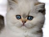Kar Beyaz Silver British Shorthair