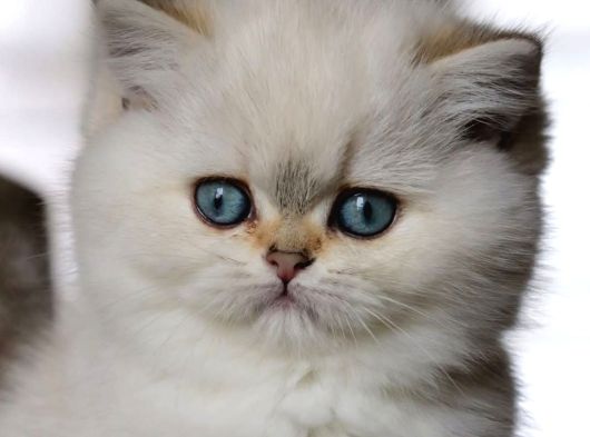 Kar Beyaz Silver British Shorthair görsel