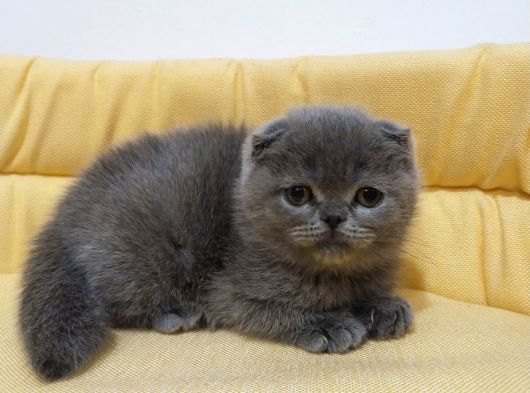 Sıfir Kulak Top Kafa Ayi̇ Surat Dişi Bebis görsel