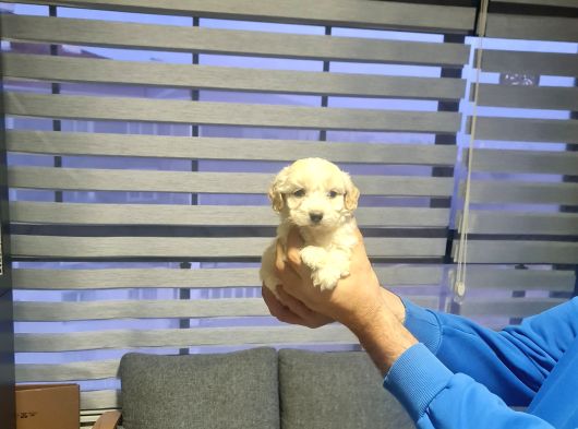 Çok Büyümeyen Minyatür Minnaklarım görsel