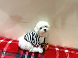 Maltese terrier