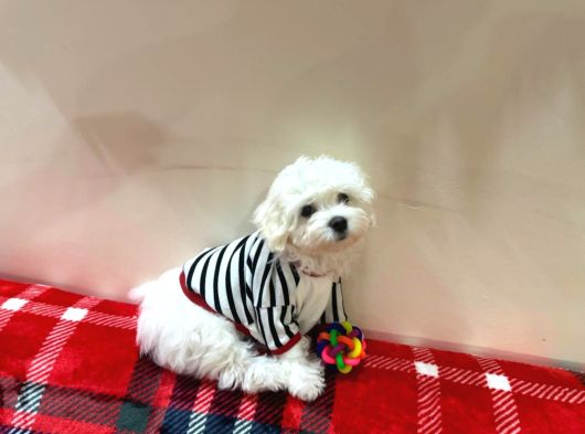 Maltese Terrier