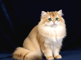 Muhteşem Soy -Tip Ve Karakter Golden British Long-Shorthair
