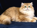 Muhteşem Soy -Tip Ve Karakter Golden British Long-Shorthair