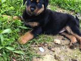 Teslime Hazır Rottwailer Erkek Miniğim