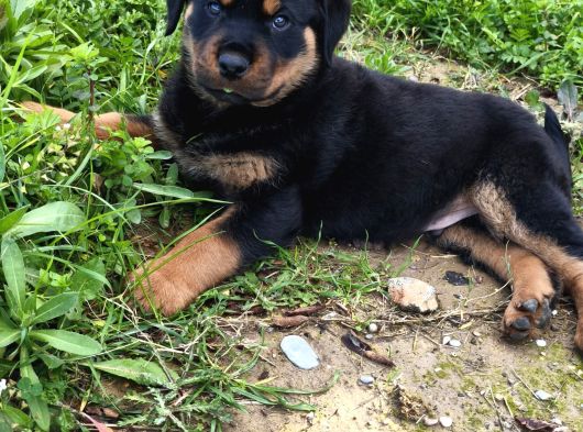 Teslime Hazır Rottwailer Erkek Miniğim görsel