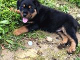 Teslime hazır rottwailer erkek miniğim
