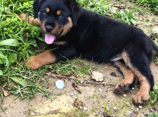Teslime Hazır Rottwailer Erkek Miniğim