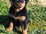 Teslime Hazır Rottwailer Erkek Miniğim