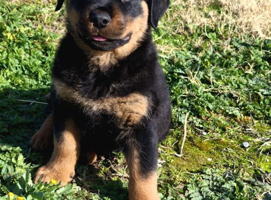 Teslime Hazır Rottwailer Erkek Miniğim görsel