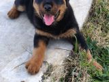 Teslime Hazır Rottwailer Erkek Miniğim