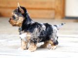 EGZOTİK BLUE MERLE NADİR RENK YORKSHİRE