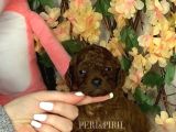 KORE POODLE YAVRULAR