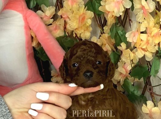 Kore Poodle Yavrular