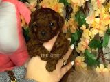 Kore Poodle Yavrular