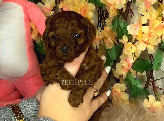 Kore Poodle Yavrular görsel