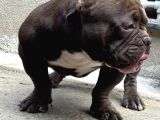 Exotic bully