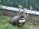 Exotic Bully