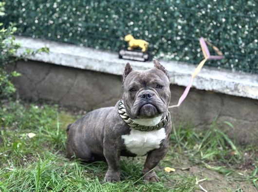 Exotic Bully görsel