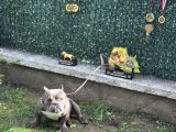Exotic Bully