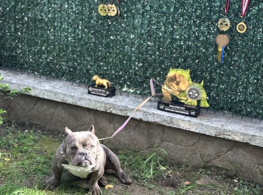 Exotic Bully görsel