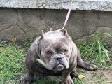 Exotic bully