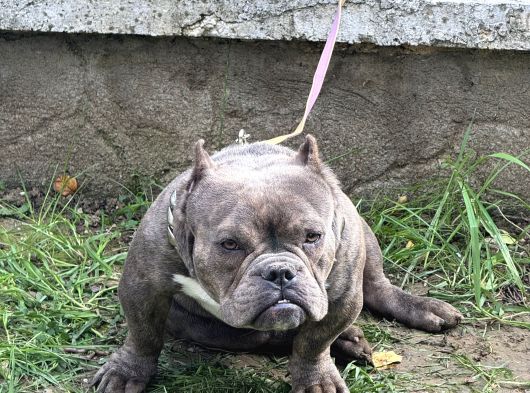 Exotic Bully