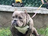 Exotic Bully