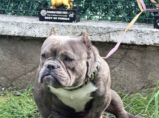 Exotic Bully görsel
