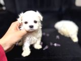 ORGİNAL KOREAN TEACUP MALTESE