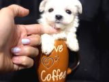 Orgi̇nal Korean Teacup Maltese