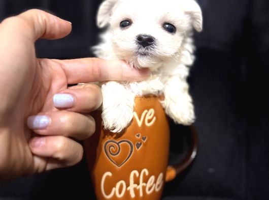 Orgi̇nal Korean Teacup Maltese görsel