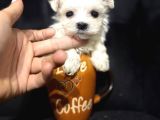 Orgi̇nal Korean Teacup Maltese