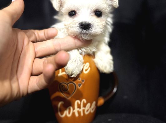 Orgi̇nal Korean Teacup Maltese görsel