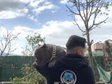 Exotic Bully