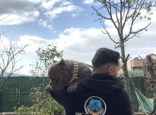 Exotic Bully görsel