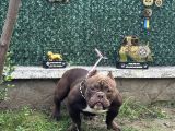 Exotic Bully