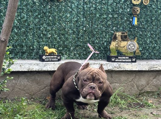 Exotic Bully görsel