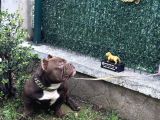 Exotic Bully