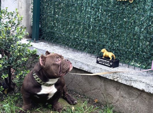 Exotic Bully görsel