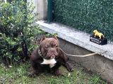 Exotic Bully