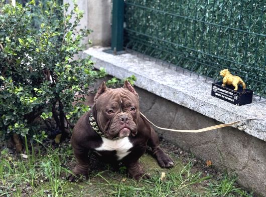 Exotic Bully görsel