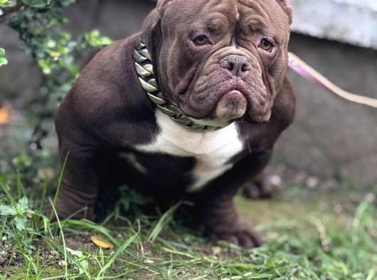 Exotic Bully görsel