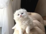 SHOW KALİTE BİBLO SCOTTİSH FOLD LONGHAİR